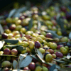 arbequina olive oil. uninfused olive oil, non-gmo olive oil, california olive oil