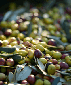 arbequina olive oil. uninfused olive oil, non-gmo olive oil, california olive oil