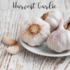 harvest garlic