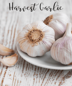 harvest garlic