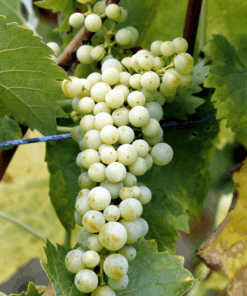 White Balsamic Vinegar