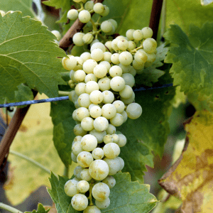 White Balsamic Vinegar