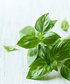fresh basil, basil olive oil